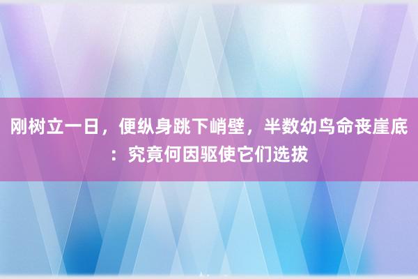 刚树立一日，便纵身跳下峭壁，半数幼鸟命丧崖底：究竟何因驱使它们选拔