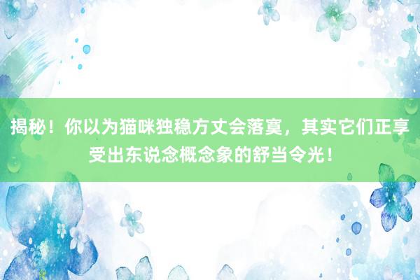 揭秘！你以为猫咪独稳方丈会落寞，其实它们正享受出东说念概念象的舒当令光！